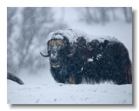 Musk Ox_ANL_6836